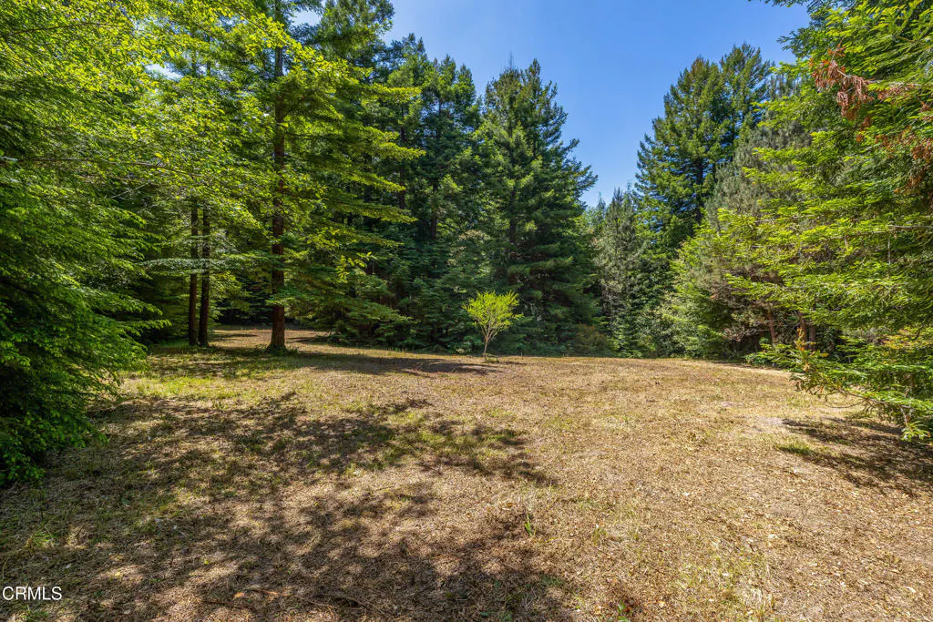 A clearing with dry grass surrounded by tall green trees under a blue sky.