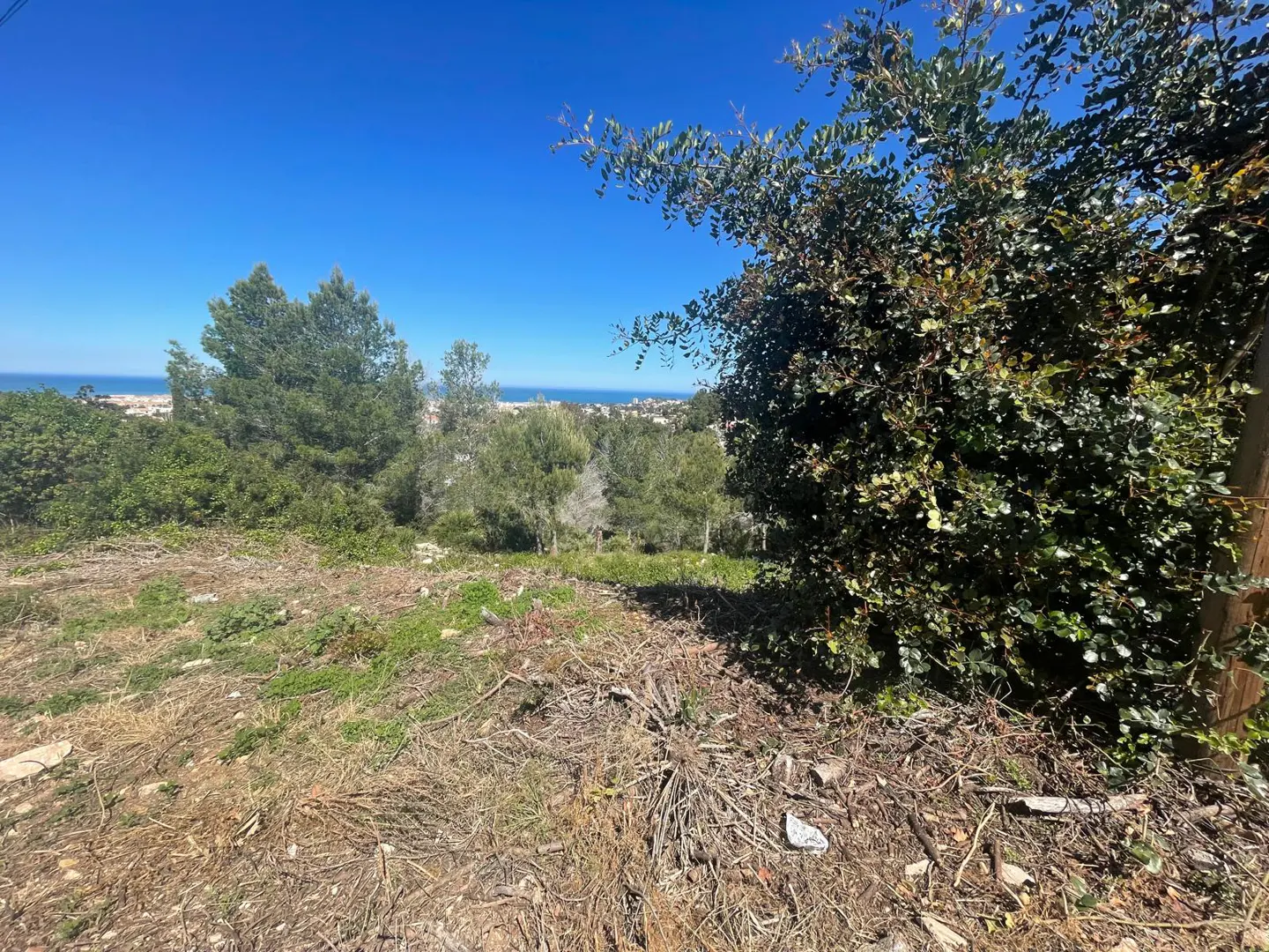 View of a vacant lot with trees and a distant ocean view under a clear blue sky.