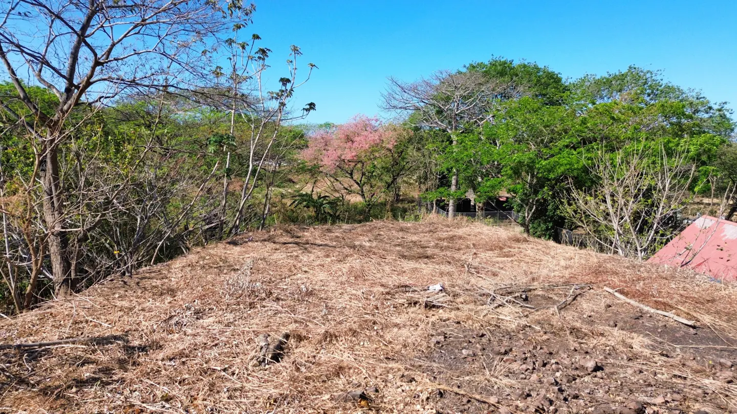 Vacant lot covered in dry grass, surrounded by trees under a blue sky. A pink flowering tree is visible in the background.