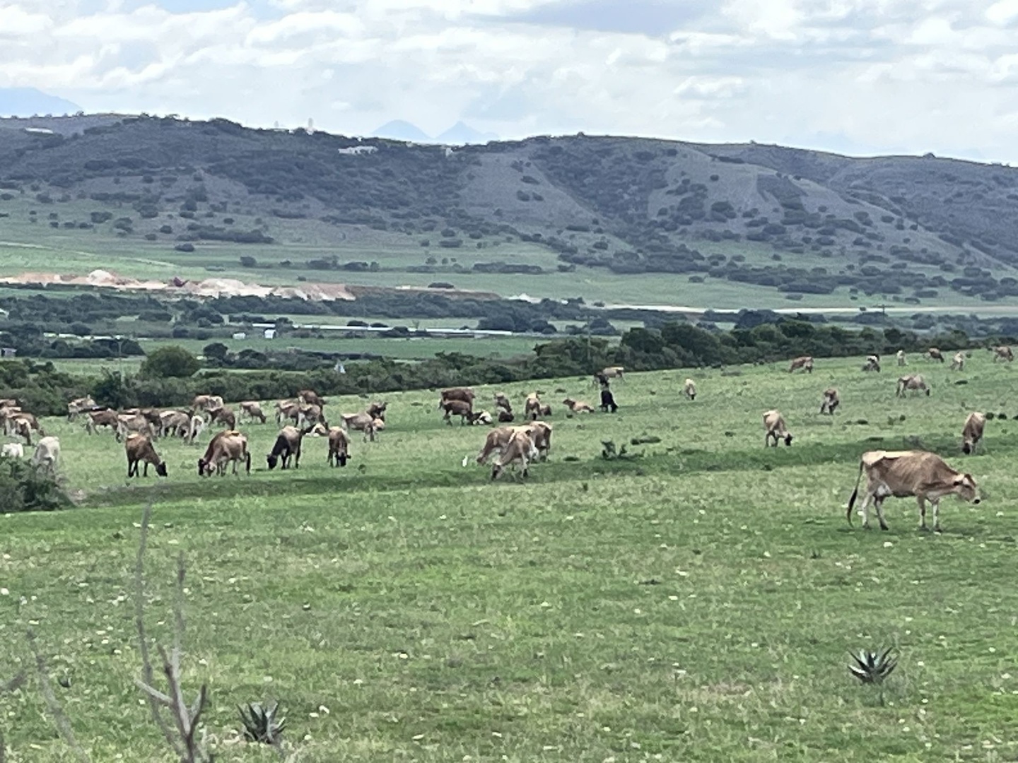 Productive Grazing & Crop Farm Near Hartenbos – Rare Agricultural Find