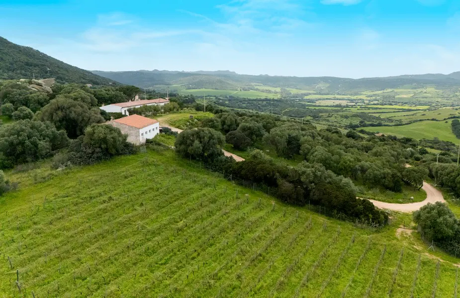 Aerial view of a vineyard with green rows, trees, and a white building with a red roof under a blue sky.
