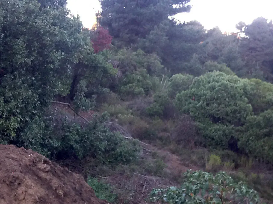 A hillside covered in green trees and shrubs, with a pile of dirt in the foreground.