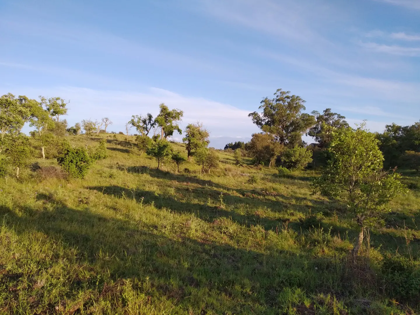 Hilly green field with scattered trees under a blue sky.