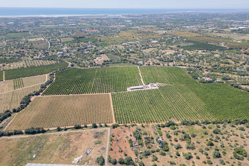 Aerial view of a large farm with rows of green crops, a building in the center, and the ocean in the background.