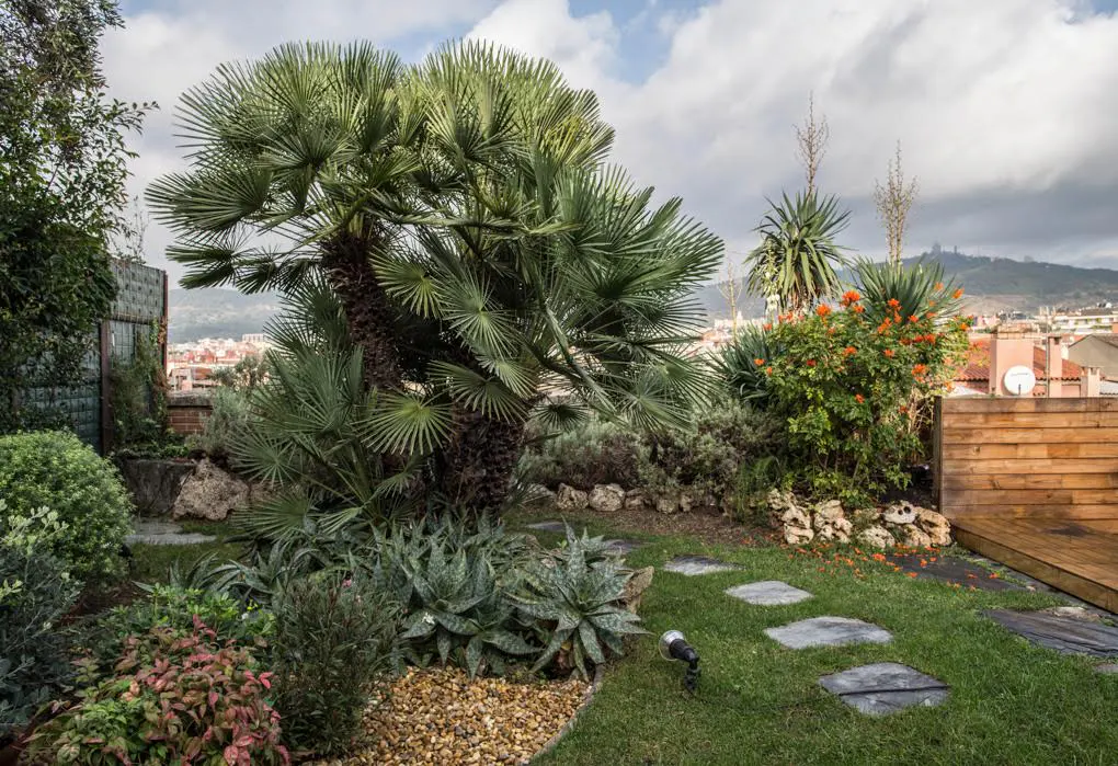 A lush rooftop garden with palm trees, succulents, and orange flowers. Stone pavers lead across the green lawn. A wooden fence borders the garden.