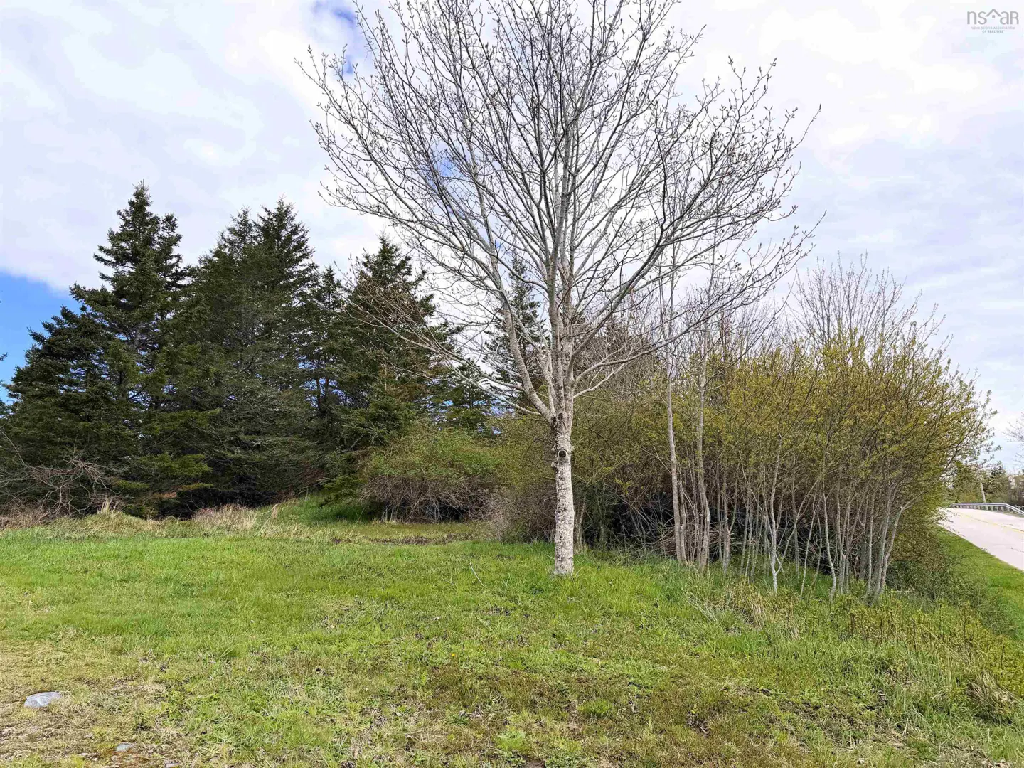 A grassy lot with evergreen trees and a bare tree in the center, under a cloudy sky.