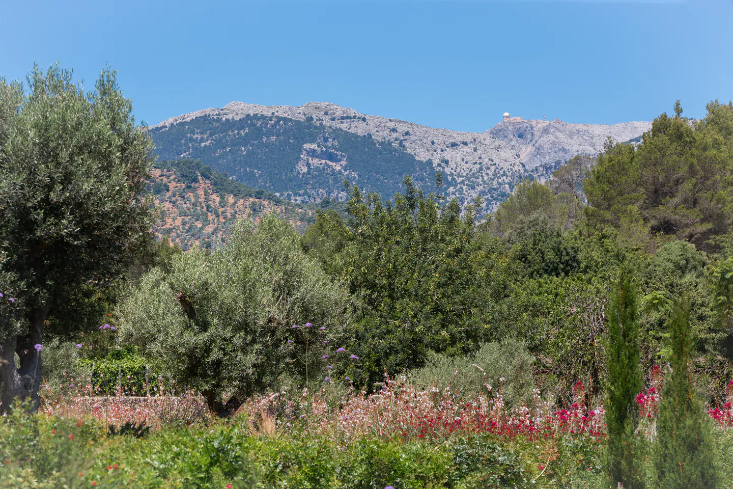 Scenic view of lush green trees and colorful flowers with a rocky mountain backdrop under a clear blue sky.
