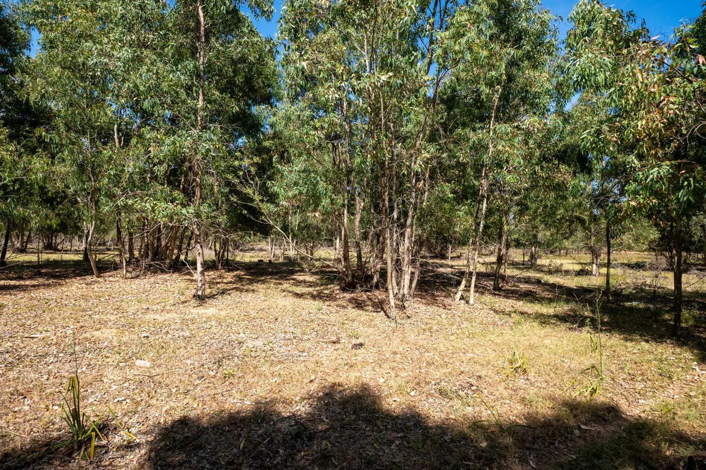 A sunny lot with eucalyptus trees. The ground is covered in dry leaves and grass.