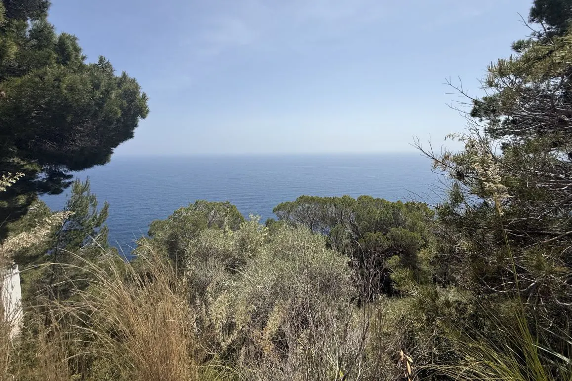 Ocean view framed by green trees and brush under a clear blue sky.