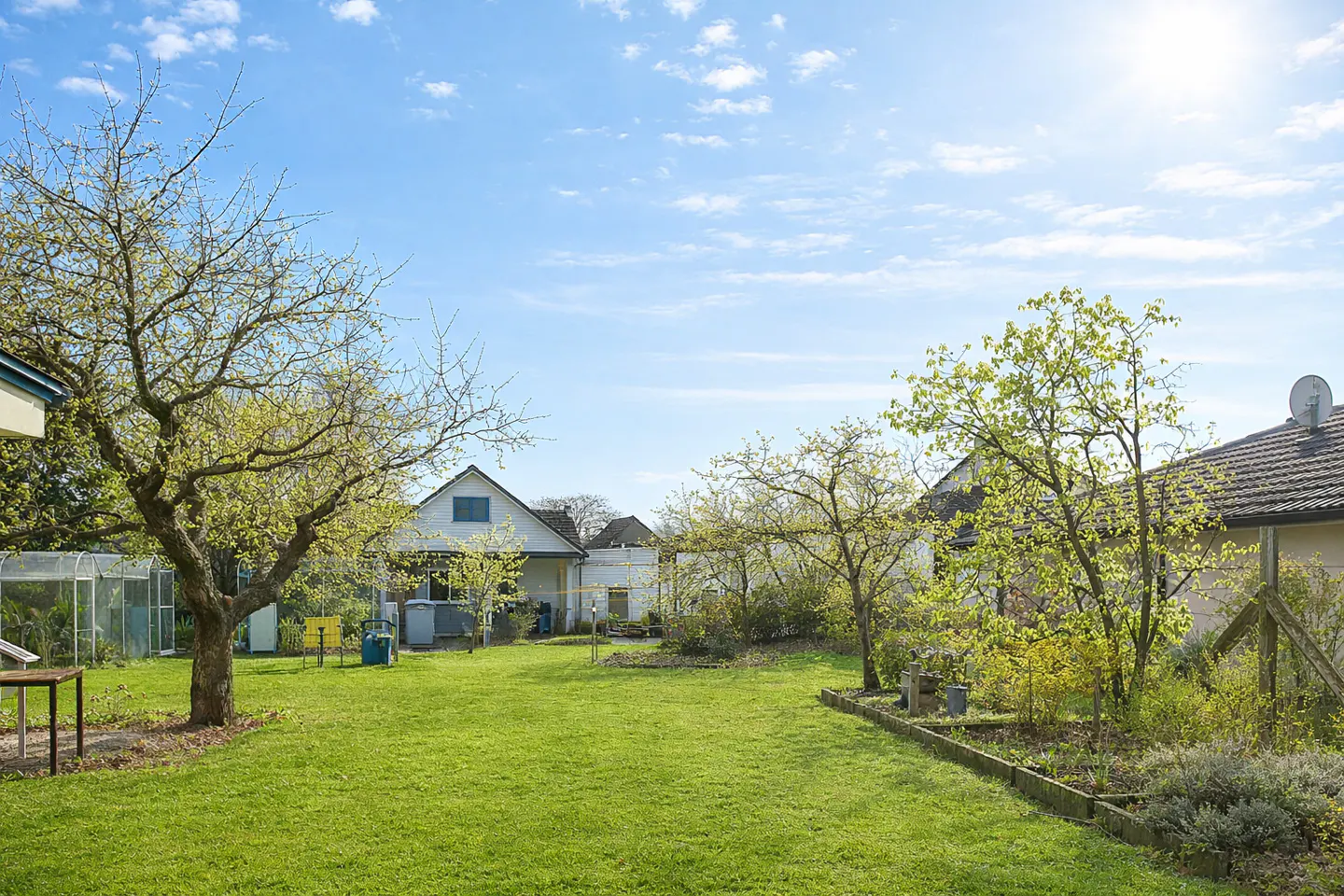 A sunny backyard with a green lawn, trees with budding leaves, and houses in the background.