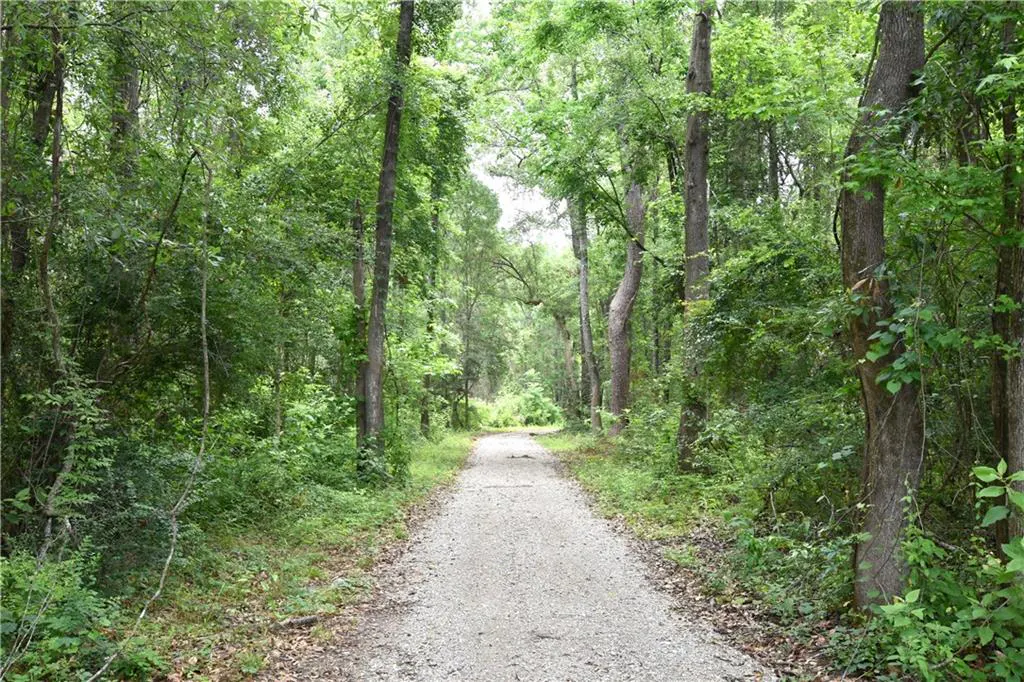 Gravel path through a green forest. Tall trees line the path, creating a natural tunnel.