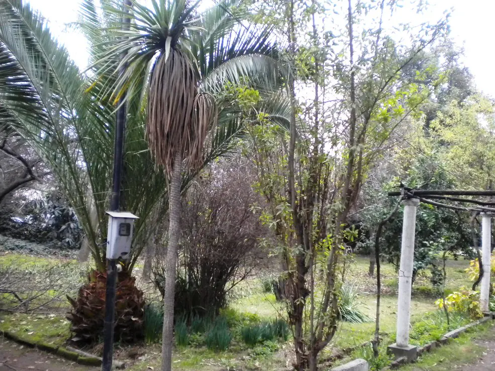 Lush green garden with palm trees, bushes, and a pergola with white columns. A utility box is attached to a pole near a palm tree.