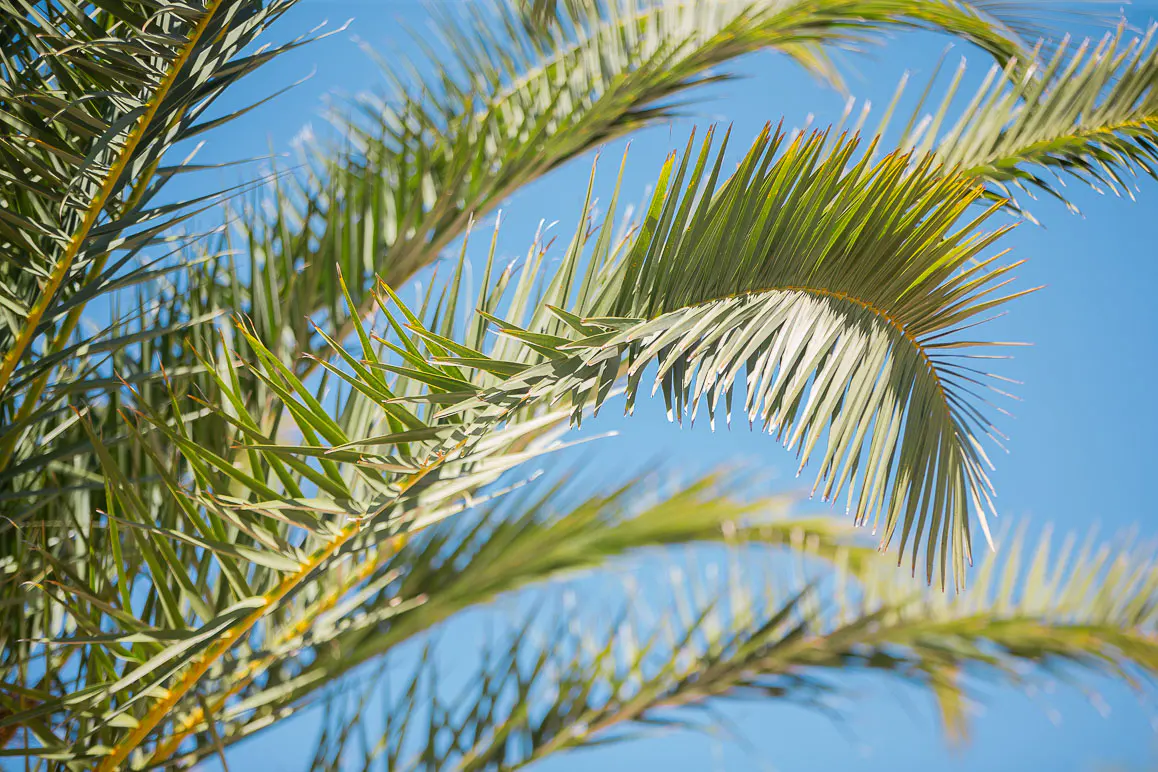 Green palm tree fronds reaching across a clear, bright blue sky.