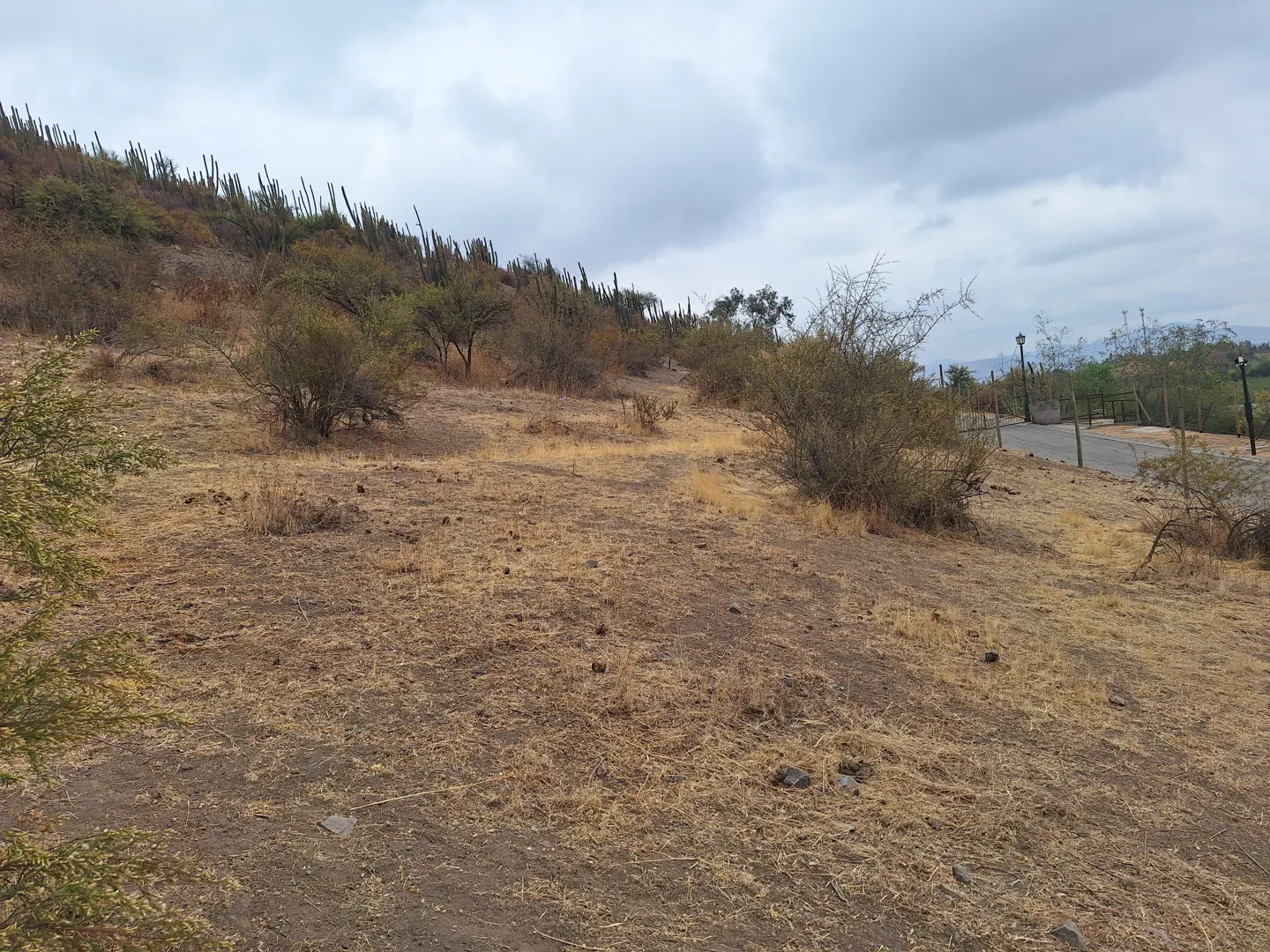 Hilly landscape with dry grass, shrubs, and cacti under a cloudy sky. A paved path with lamp posts is visible in the background.