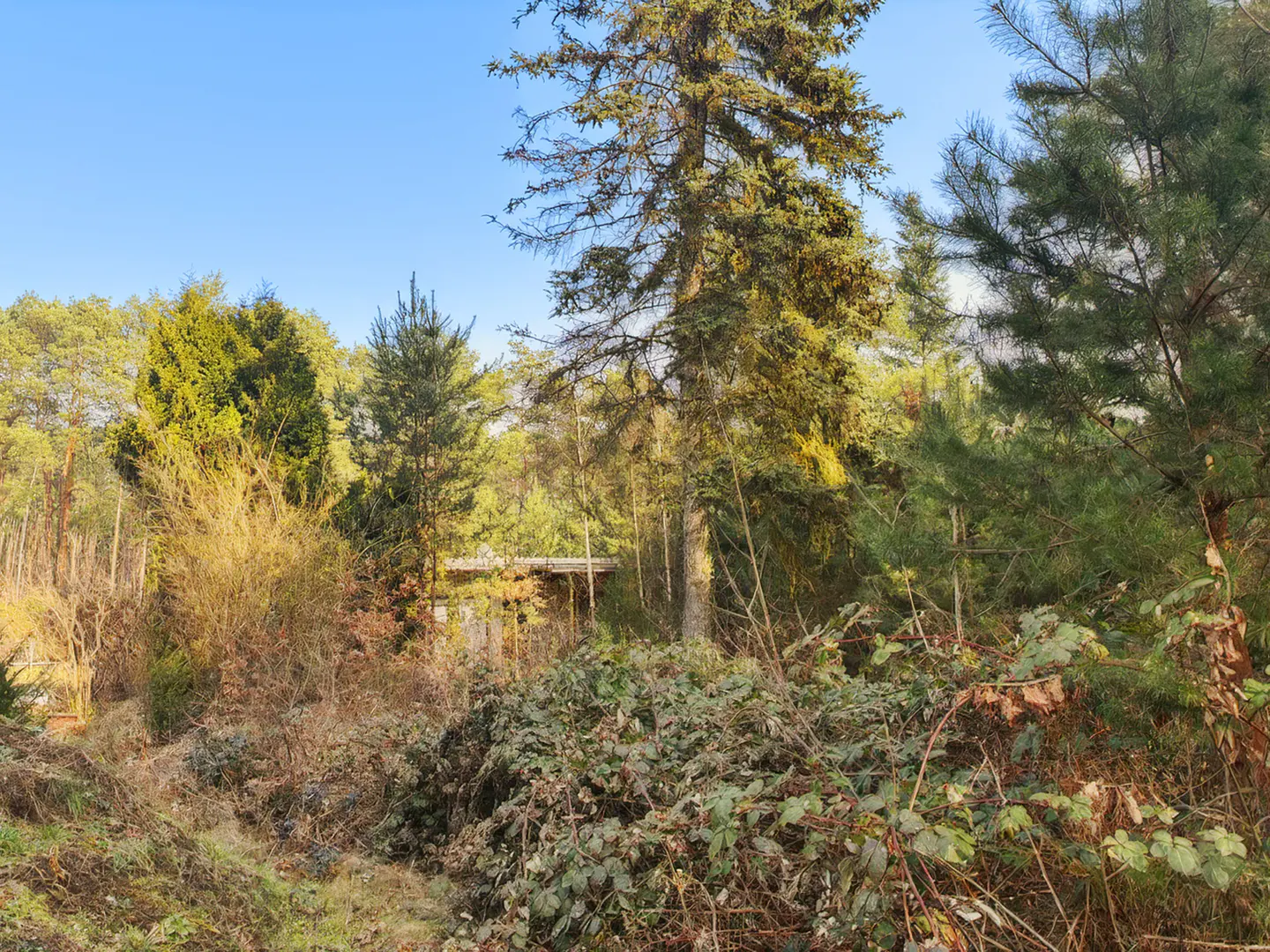 A small, rustic cabin partially hidden by dense pine trees and overgrown bushes under a clear blue sky.