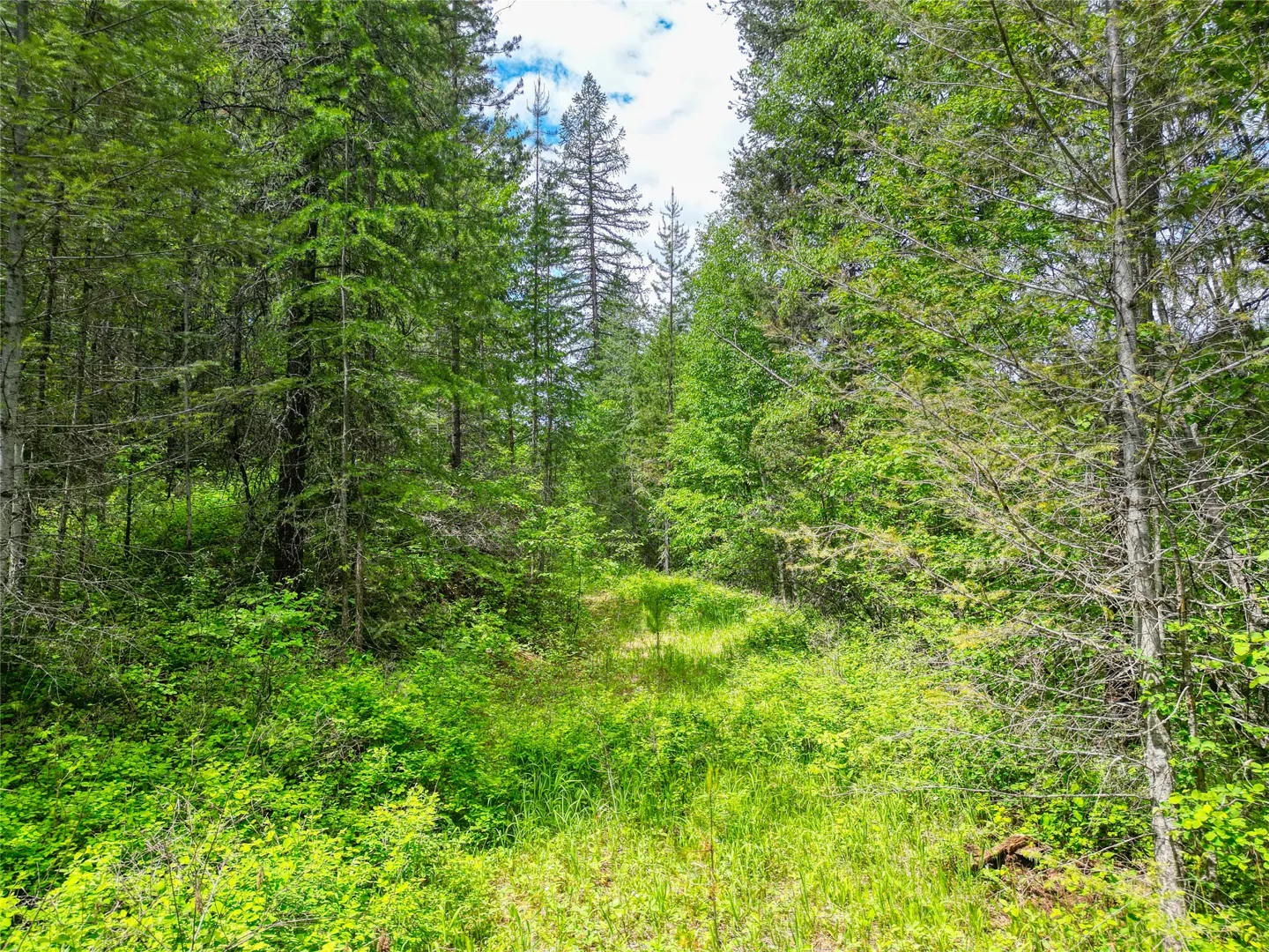 Lush green forest scene with tall trees and a clearing in the center. Sunlight filters through the canopy.