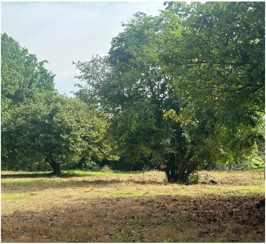 A landscape view of a grassy field with trees. The grass is brown and green. The trees have green leaves.