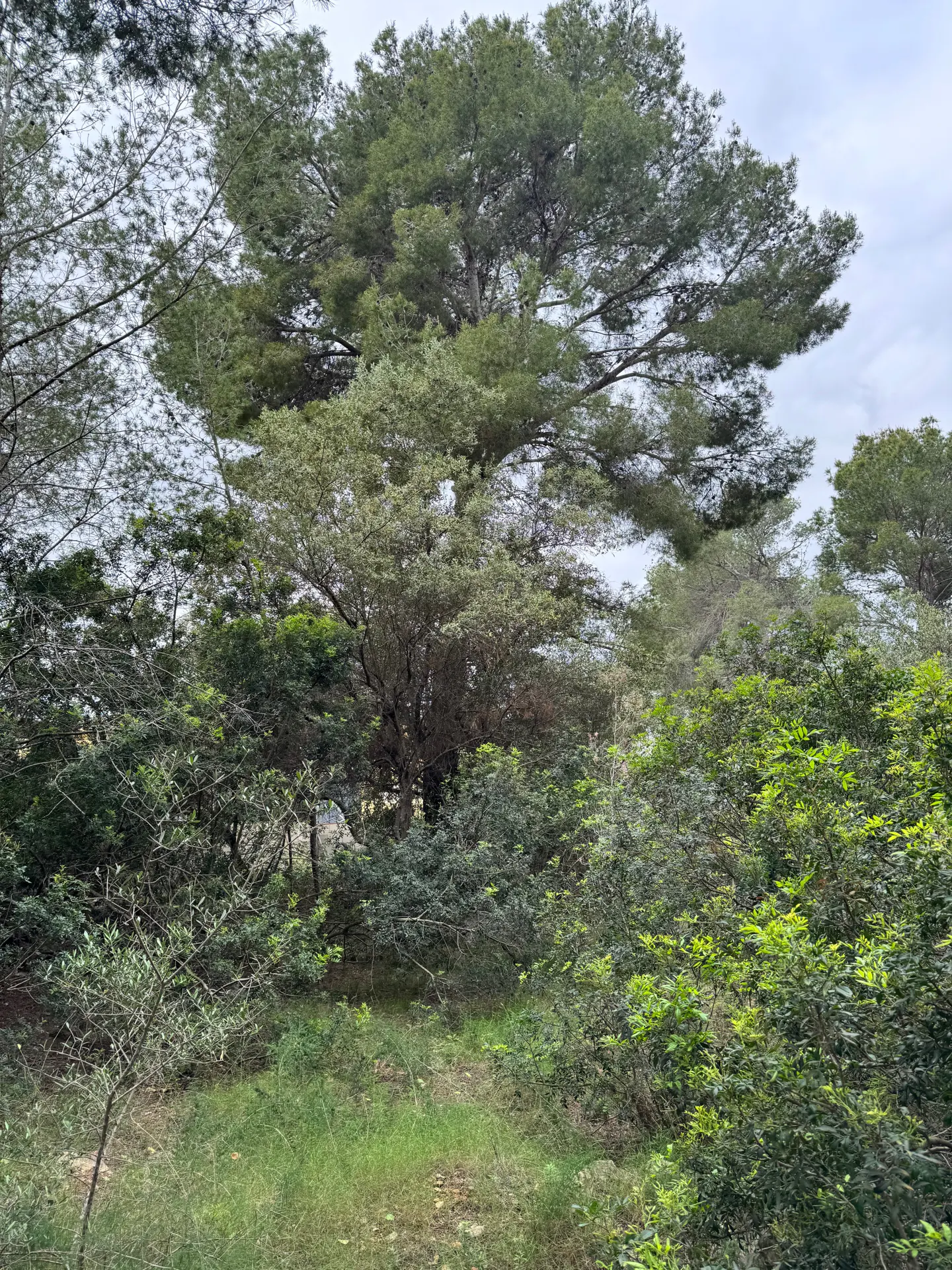 Lush green trees and shrubs fill the frame, with a large tree dominating the upper portion against a cloudy sky.