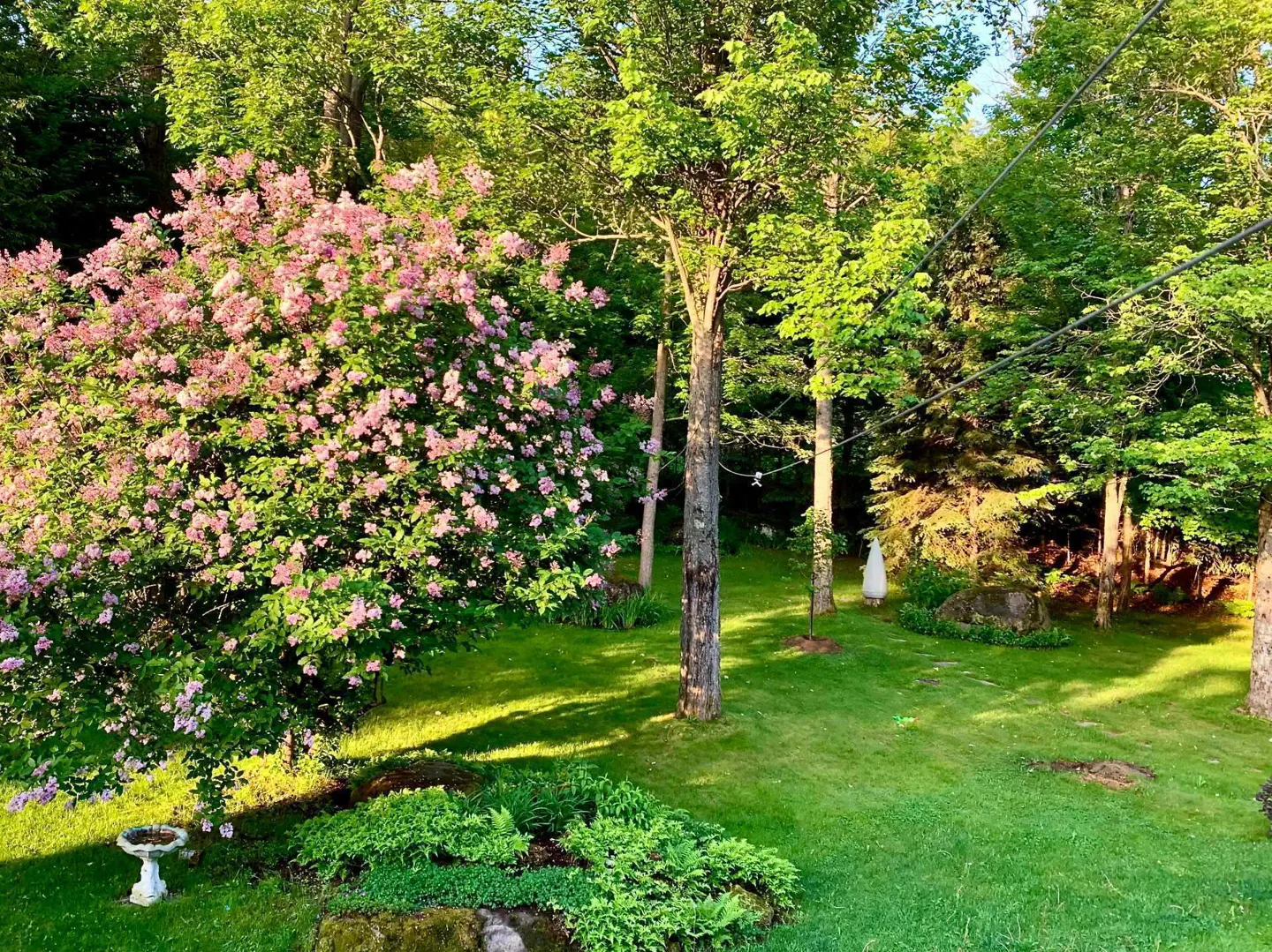 Lush green lawn with trees and a large pink flowering bush. A birdbath sits near the bush. A statue is visible in the background.