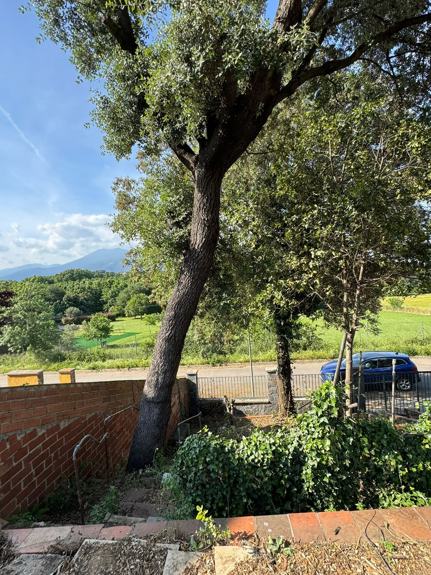 A large tree grows at an angle from a brick wall, with a mountain and blue sky in the background.