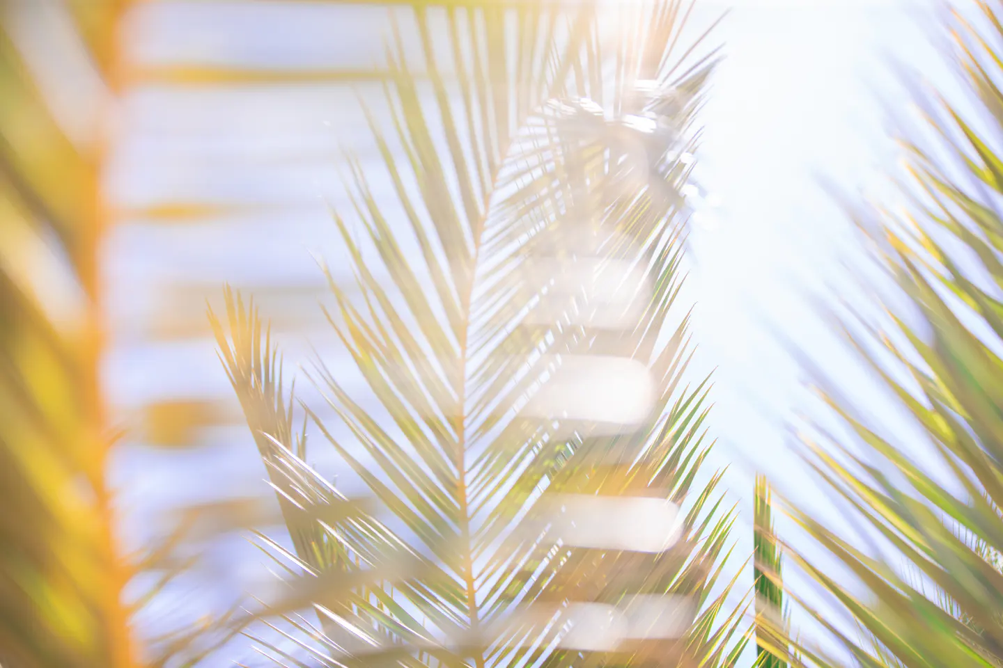 Close-up of blurred palm fronds against a bright, sunny sky. The leaves are green and yellow.