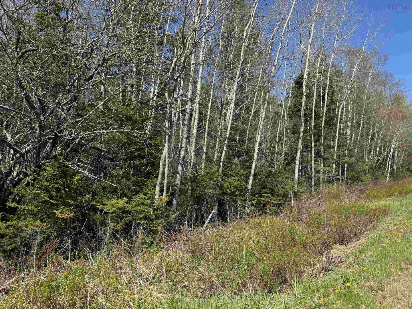 Land with birch trees and green shrubs under a blue sky.