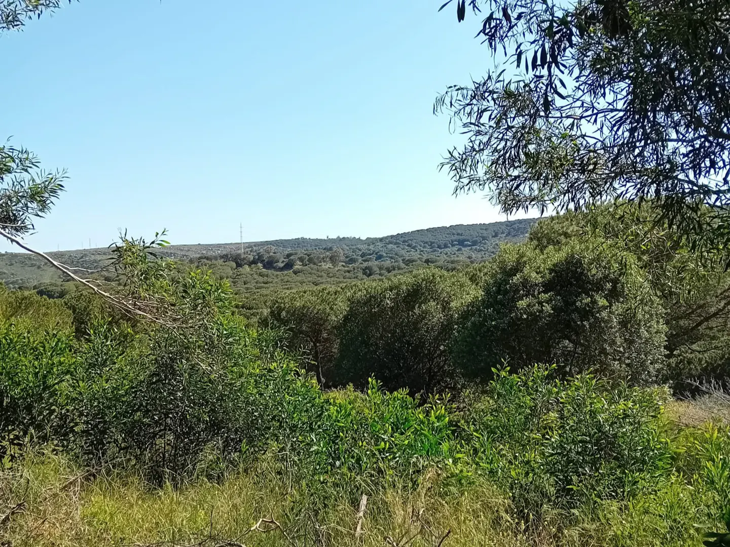 Landscape view of a green, tree-covered hillside under a clear blue sky. Power lines are visible in the distance.