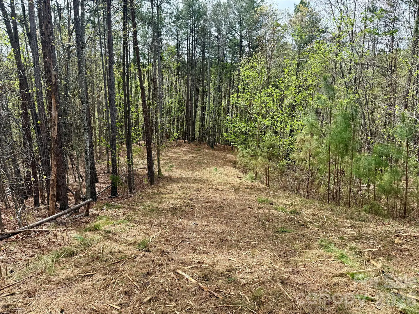 Land for sale with tall trees and cleared ground. The ground is covered in brown pine straw and small branches.