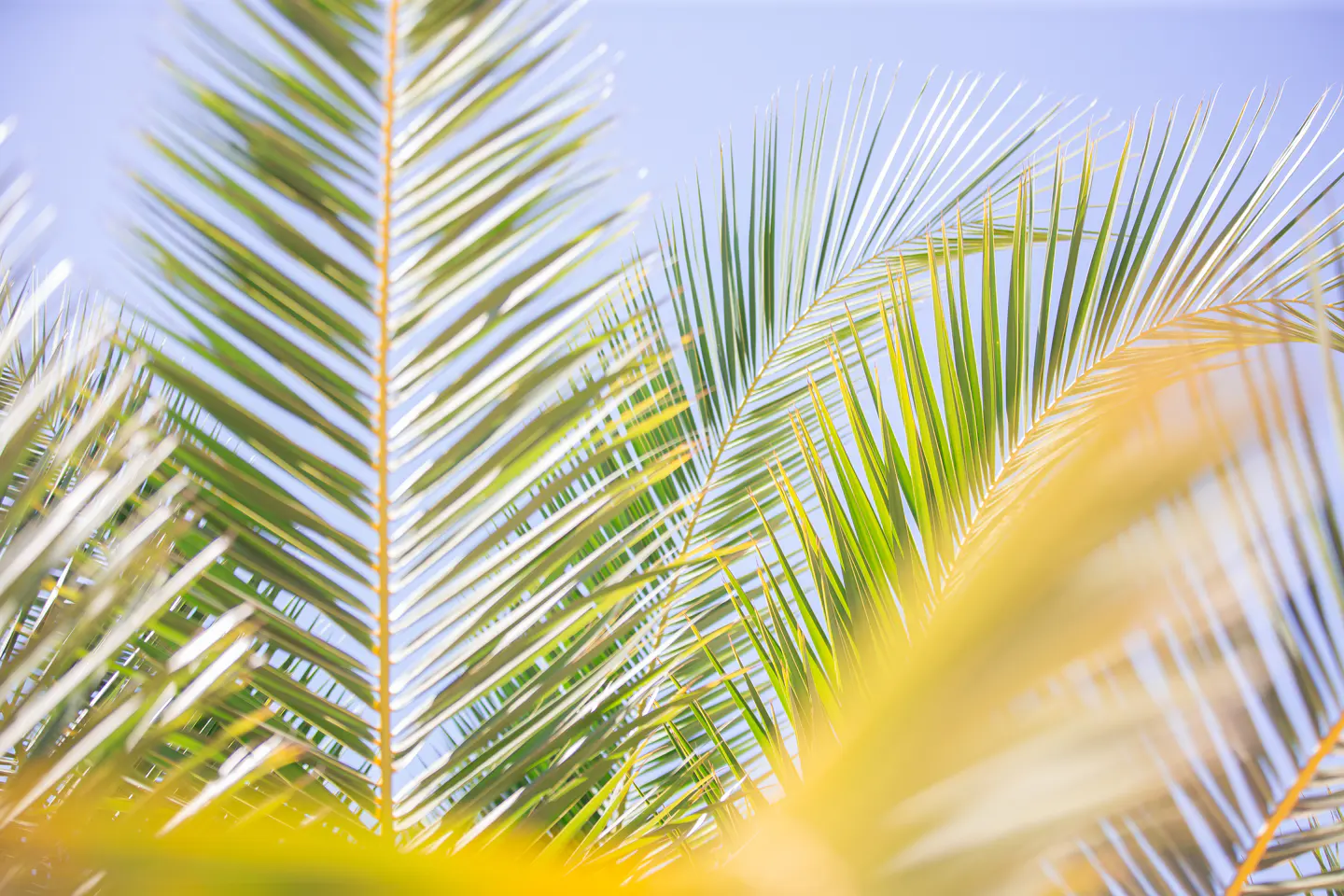 Close-up of green and yellow palm fronds against a light blue sky.