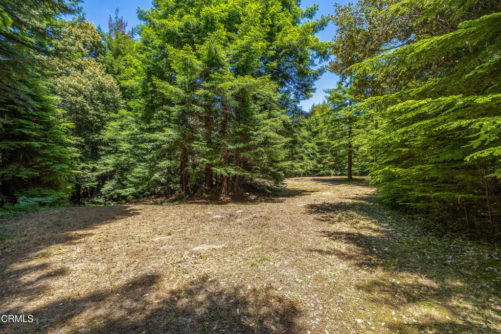 A clearing surrounded by green trees under a blue sky. The ground is covered in dry grass and shadows.