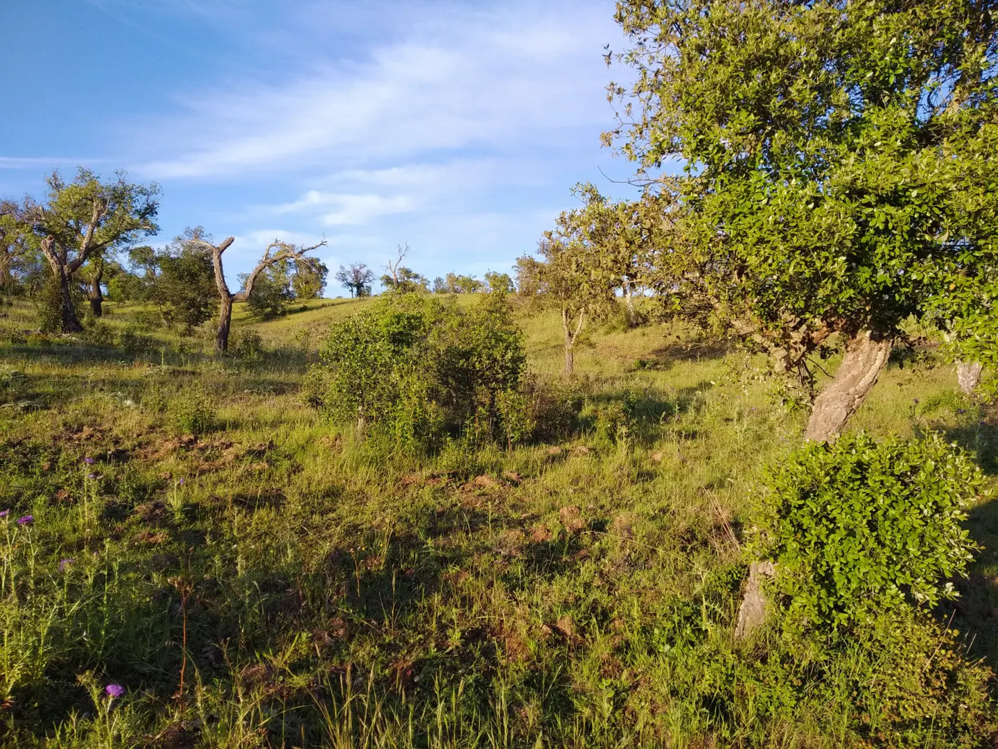 Hilly green field with scattered trees under a blue sky with light clouds.