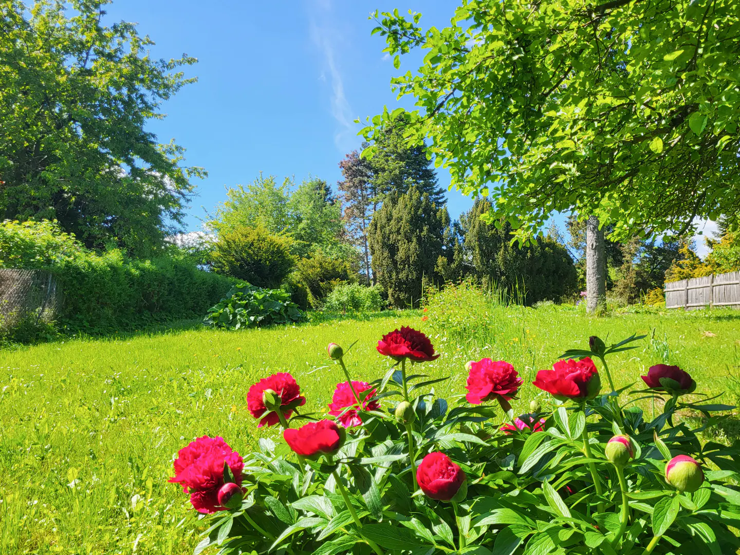 Lush green lawn with vibrant red peonies in the foreground, trees and blue sky in the background.
