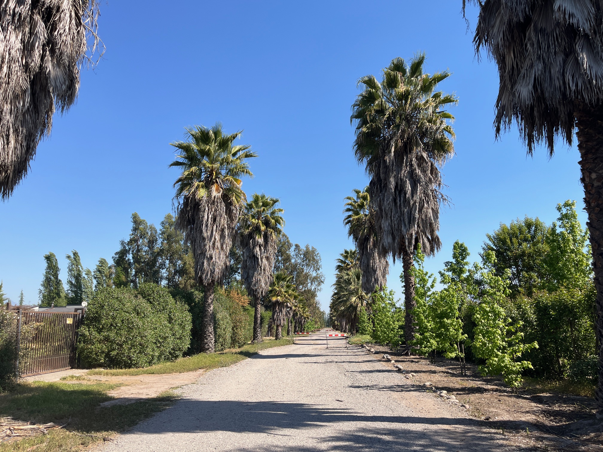 Parcela de 5000 m² en Loteo Las Palmeras de Linderos