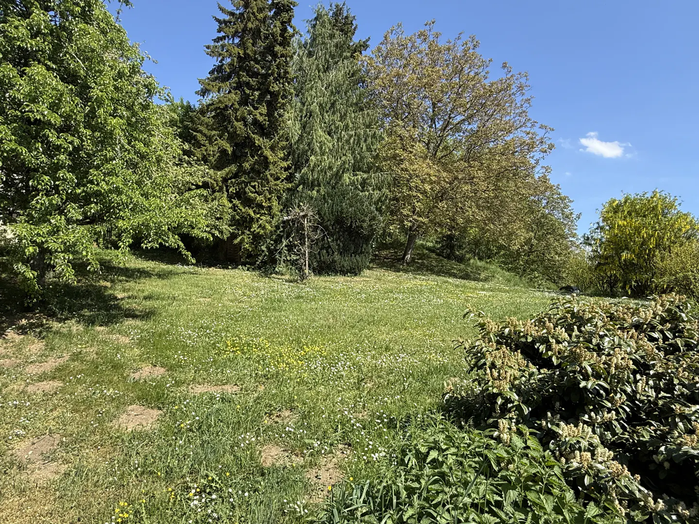 A grassy hill with trees under a blue sky. The grass has small white and yellow flowers. Bushes are in the foreground.