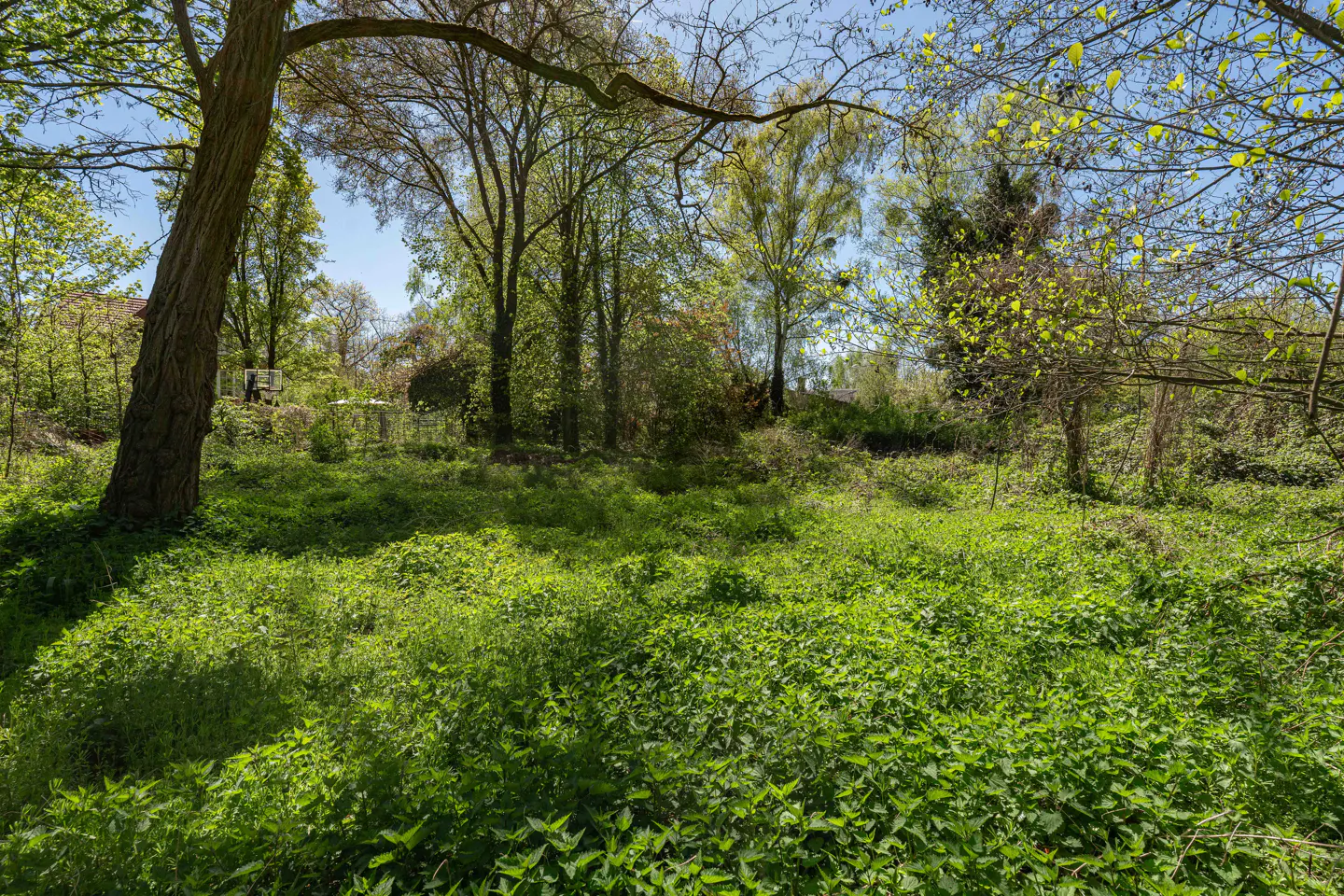 Lush green field with tall trees and blue sky. Sunlight filters through the leaves, creating dappled shadows on the ground.