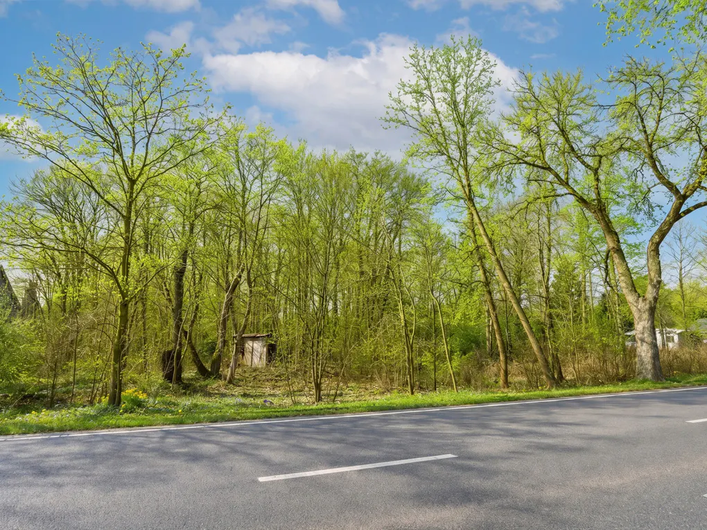 Asphalt road with white line, bordering a forest with bright green trees under a blue sky with white clouds.