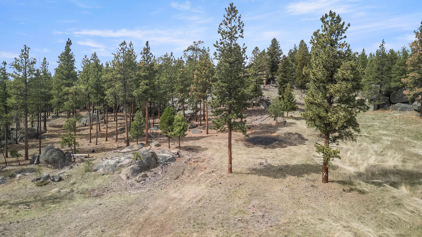 A landscape view of a wooded lot with tall pine trees and large rocks under a blue sky.