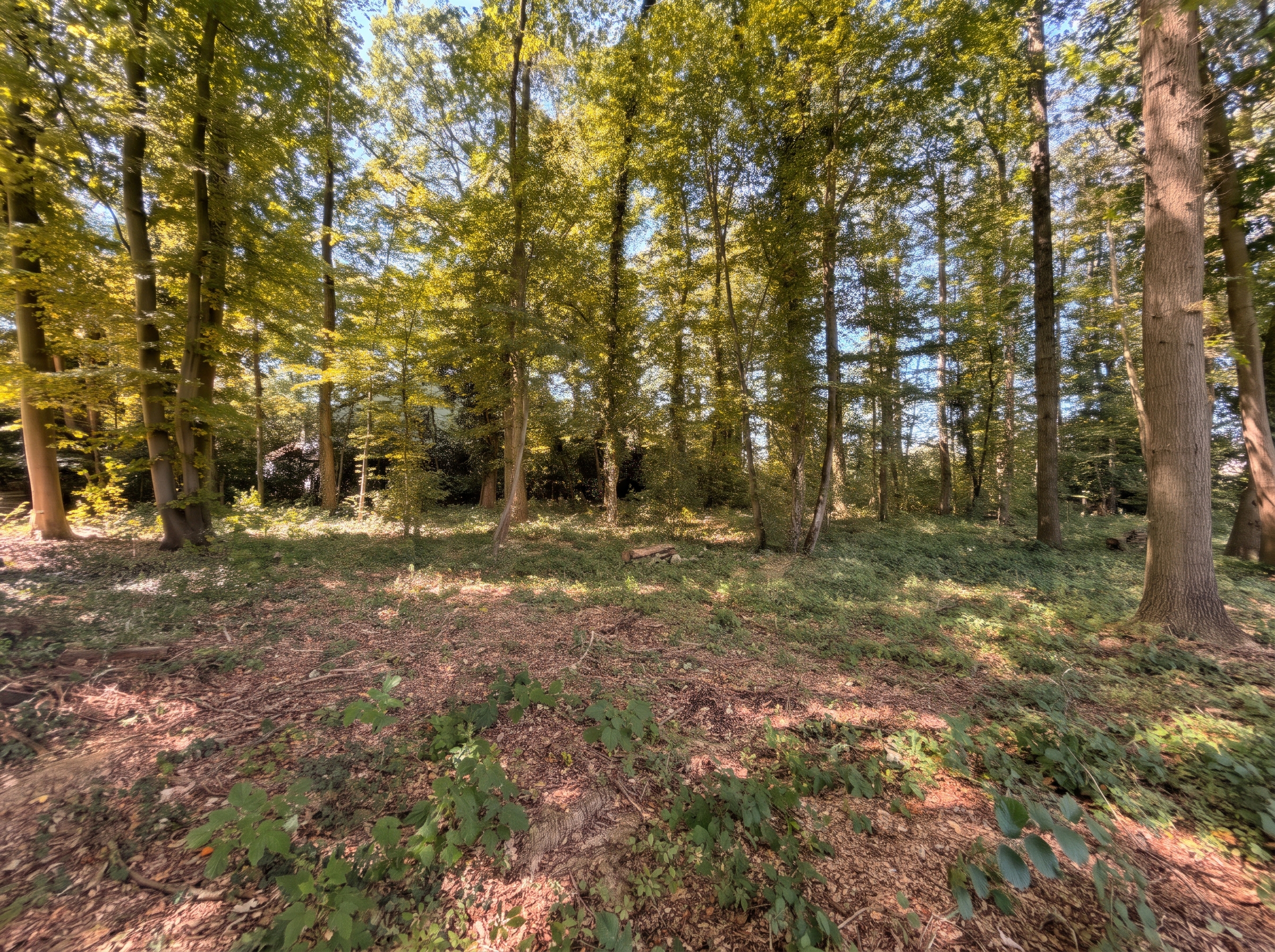 A sunlit forest clearing with tall trees, green foliage, and a ground covered in dry leaves and low-lying plants. [AI-generated text]