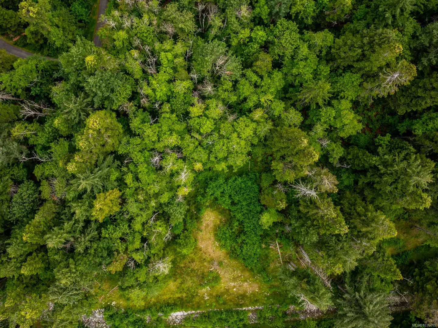 Aerial view of a lush green forest with a clearing and a path visible.