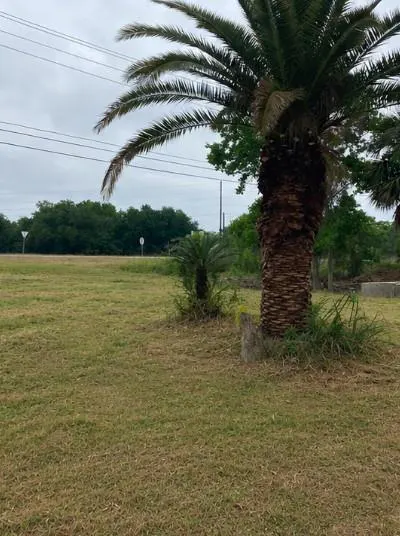 A grassy lot with palm trees under a cloudy sky. A road and trees are in the background.