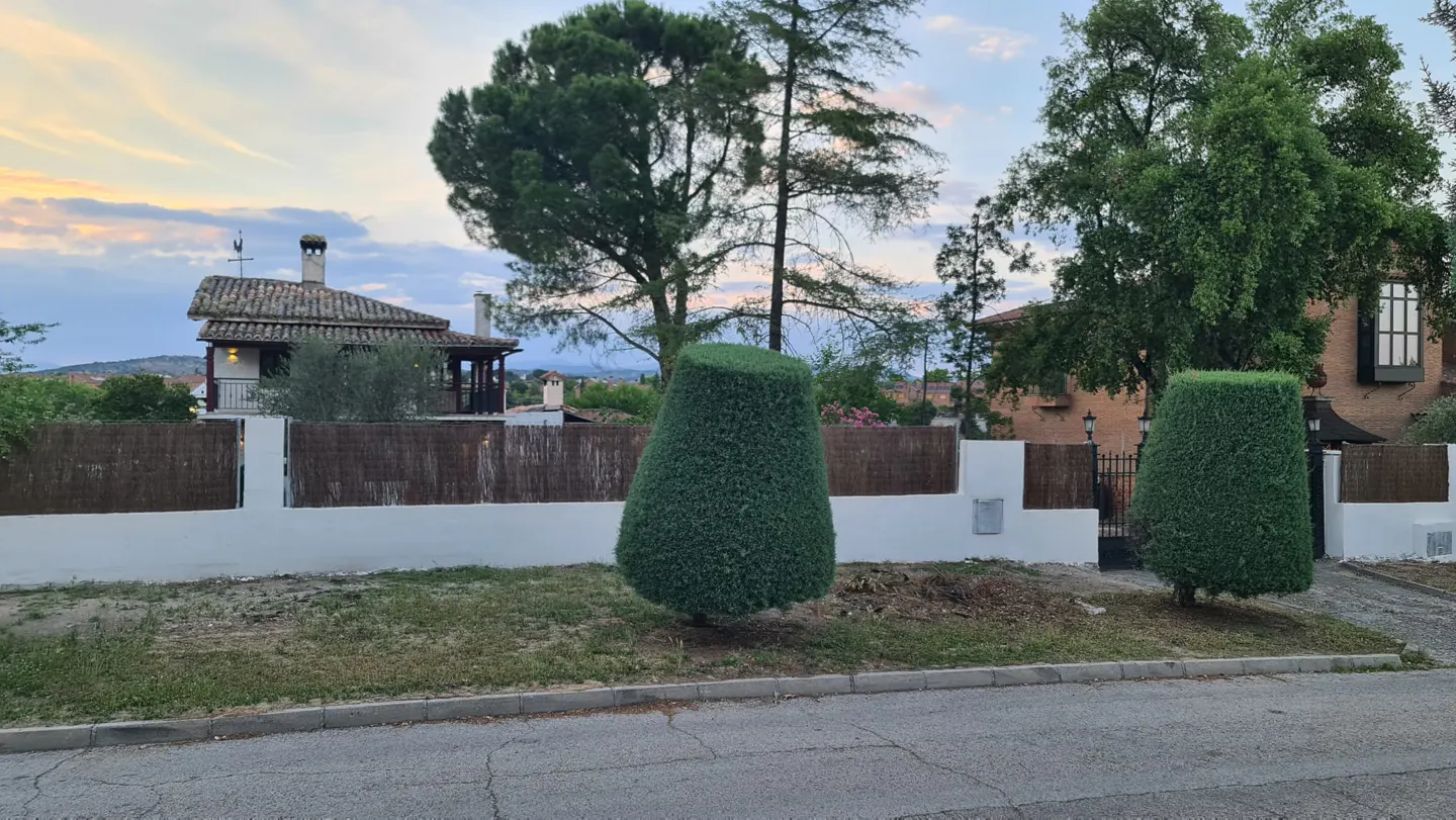 Two cone-shaped topiaries stand before a white wall and brown fence, with houses and trees under a sunset sky.