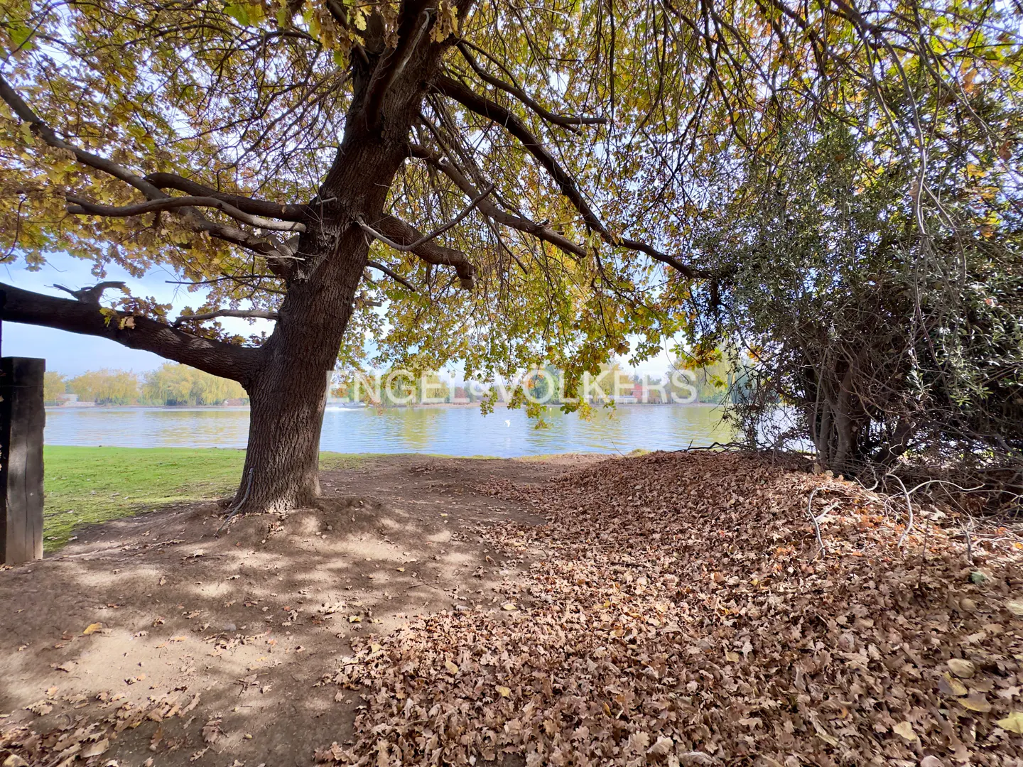 A large oak tree with autumn leaves overlooks a calm lake, with a ground covered in fallen brown leaves.
