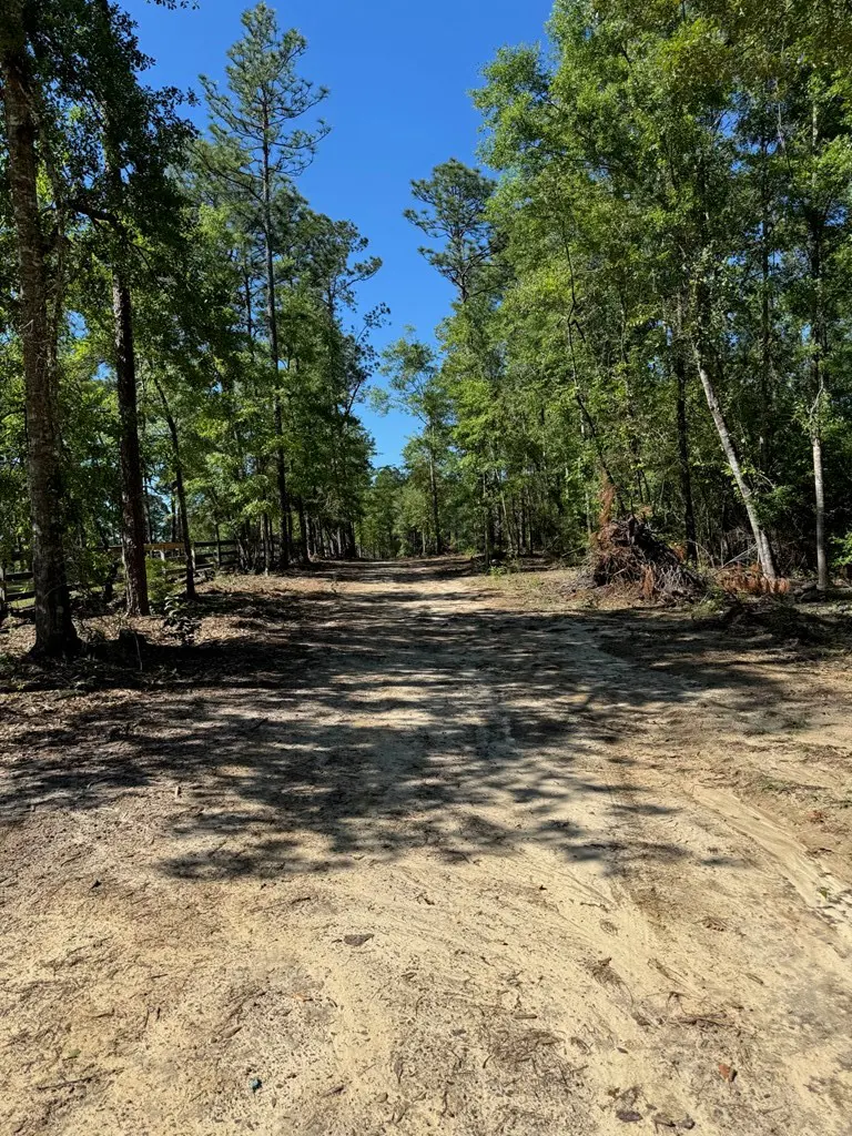 A dirt road leads through a forest of green trees under a clear blue sky.