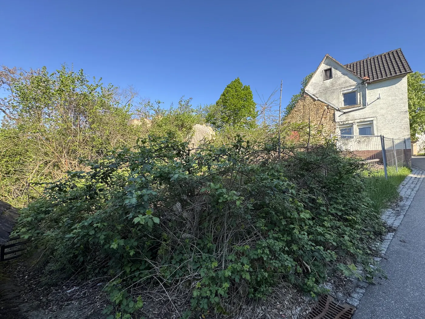 Overgrown lot with green bushes and trees, a white house with a brown roof is in the background under a clear blue sky.