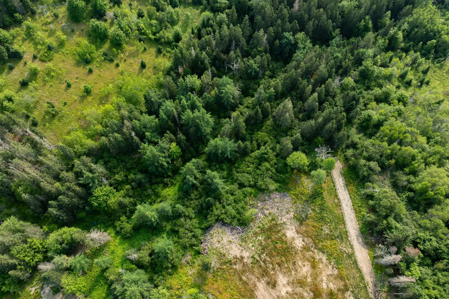 Aerial view of a green forest with a dirt path running through a clearing.