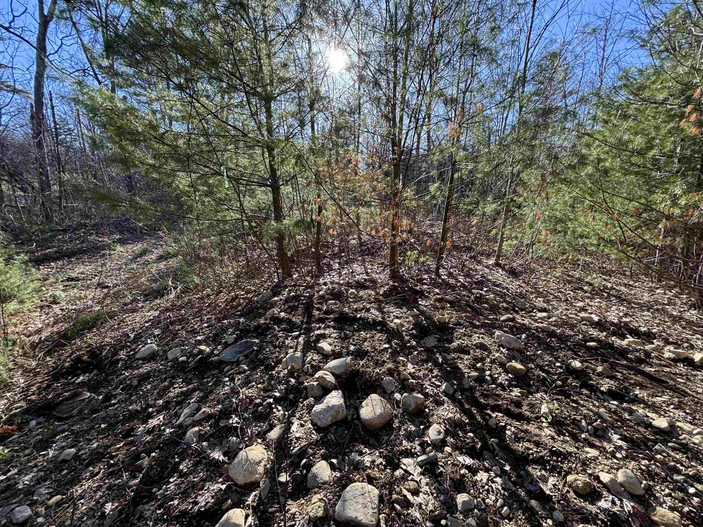 Land for sale with trees and rocks. The sun shines through the trees on a clear day.