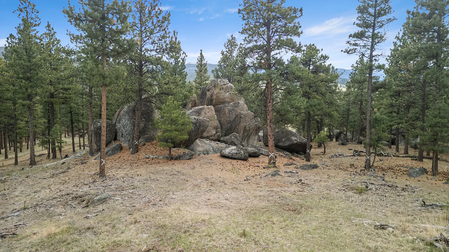 A cluster of large gray boulders sits among tall green pine trees under a blue sky.