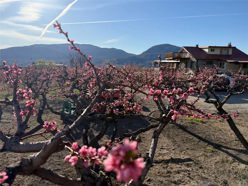 A peach orchard in bloom with pink blossoms, a house, and mountains in the background under a blue sky.