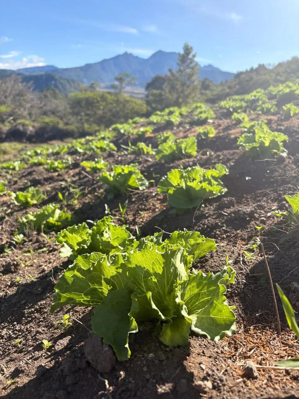 A field of green lettuce plants in brown soil, with mountains in the background under a blue sky.