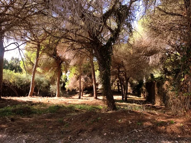West facing plot in Elviria